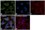 ATP5J Antibody in Immunocytochemistry (ICC/IF)