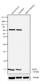 ATP5J Antibody in Western Blot (WB)