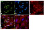 RSK1 Antibody in Immunocytochemistry (ICC/IF)