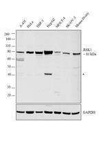 RSK1 Antibody in Western Blot (WB)