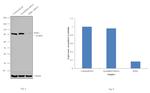 RSK1 Antibody in Western Blot (WB)