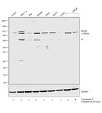 MCM3 Antibody in Western Blot (WB)