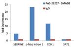 SMAD2 Antibody