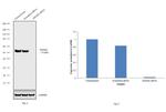 SMAD2 Antibody in Western Blot (WB)