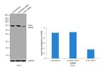 PAK1 Antibody in Western Blot (WB)