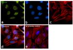 PPM1A Antibody in Immunocytochemistry (ICC/IF)