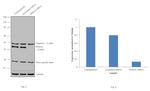 PPM1A Antibody in Western Blot (WB)