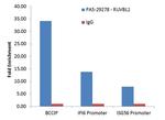 RUVBL1 Antibody in ChIP Assay (ChIP)