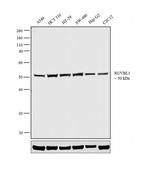 RUVBL1 Antibody in Western Blot (WB)