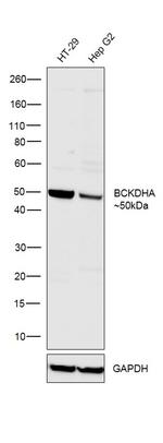 BCKDHA Antibody in Western Blot (WB)