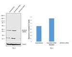 BCKDHA Antibody in Western Blot (WB)