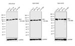 HK2 Antibody