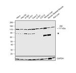 IDE Antibody in Western Blot (WB)