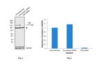 IDE Antibody in Western Blot (WB)