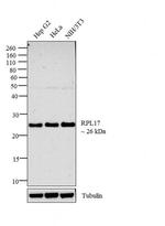 RPL17 Antibody in Western Blot (WB)