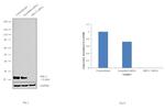 RPL17 Antibody in Western Blot (WB)