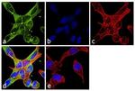 TUBA1A Antibody in Immunocytochemistry (ICC/IF)