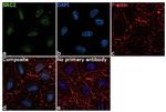 SRC2 Antibody in Immunocytochemistry (ICC/IF)