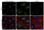 SRC2 Antibody in Immunocytochemistry (ICC/IF)