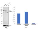 HSPA4 Antibody in Western Blot (WB)