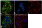 ATP Citrate Lyase Antibody in Immunocytochemistry (ICC/IF)