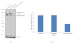 ATP Citrate Lyase Antibody in Western Blot (WB)