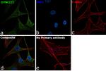 DYNC1I1 Antibody in Immunocytochemistry (ICC/IF)