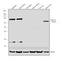 DYNC1I1 Antibody in Western Blot (WB)