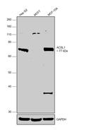 ACSL1 Antibody