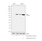 IFIT3 Antibody in Western Blot (WB)