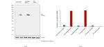 IFIT3 Antibody in Western Blot (WB)