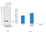 p23 Antibody