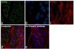 TFAM Antibody in Immunocytochemistry (ICC/IF)