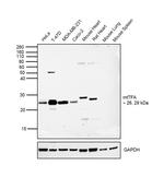 TFAM Antibody in Western Blot (WB)