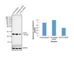 TFAM Antibody in Western Blot (WB)