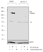 Fibronectin Antibody in Western Blot (WB)