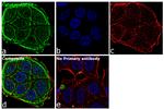 Cytokeratin 19 Antibody in Immunocytochemistry (ICC/IF)