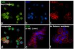 FLI1 Antibody in Immunocytochemistry (ICC/IF)