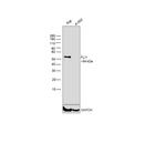 FLI1 Antibody in Western Blot (WB)