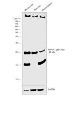 Ferritin Light Chain Antibody in Western Blot (WB)