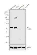 GPT Antibody in Western Blot (WB)