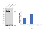 ITGB1 Antibody