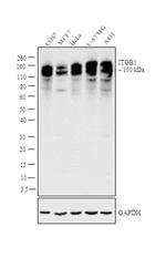 ITGB1 Antibody in Western Blot (WB)