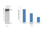 ITGB1 Antibody in Western Blot (WB)