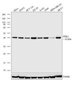 ERK2 Antibody in Western Blot (WB)