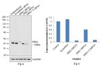 ERK2 Antibody