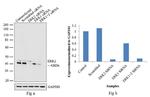 ERK2 Antibody in Western Blot (WB)