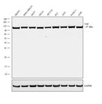 VCP Antibody in Western Blot (WB)