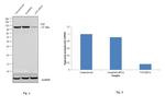 VCP Antibody