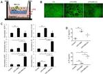 Arginase 1 Antibody in Immunohistochemistry (IHC)